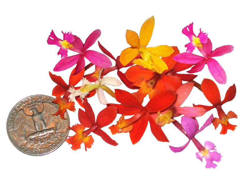 Микро цветы. Орхидея Curacao. Fiesta Blend Flower. Fresh Origins фото.